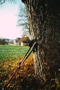 black and red walking stick leaning on brown tree trunk